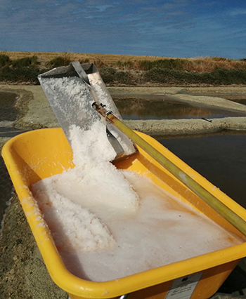 Saulnier à Beauvoir-Sur-Mer