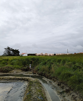 Gros sel à Beauvoir-Sur-Mer